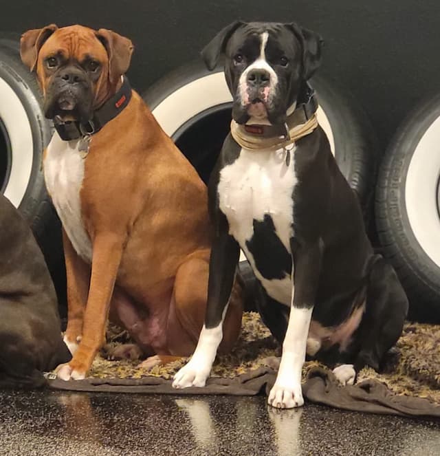European Boxer Puppies media 4