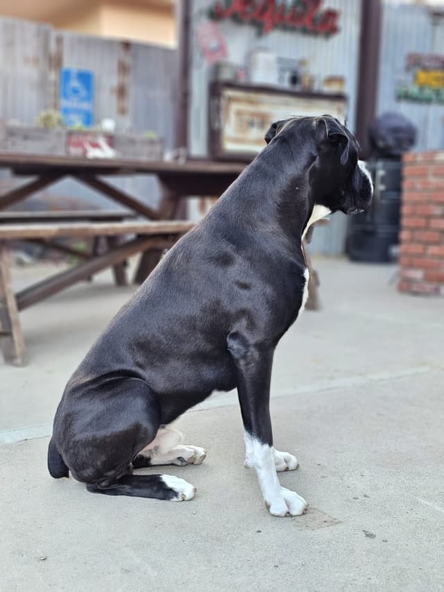 European Boxer Puppies media 5