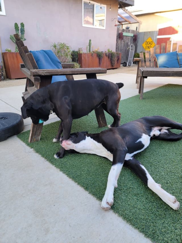 European Boxer Puppies media 7