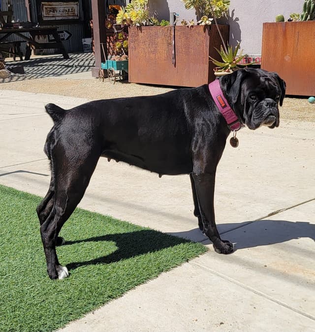European Boxer Puppies media 9
