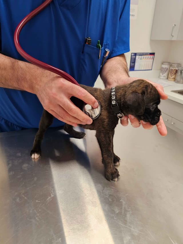 European Boxer Puppies media 10