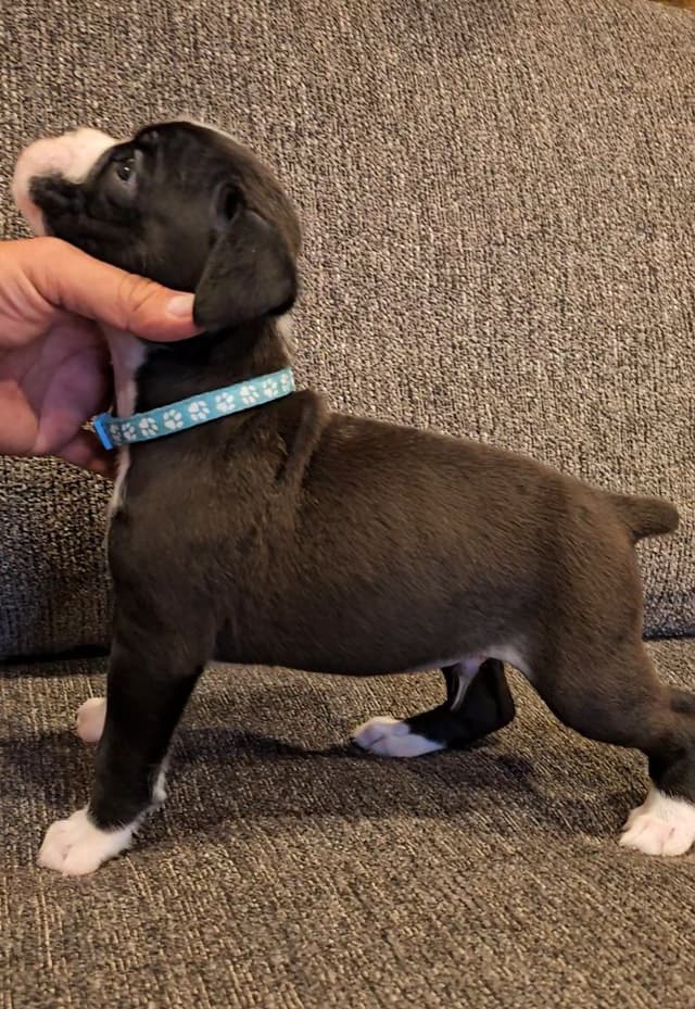 European Boxer Puppies media 11