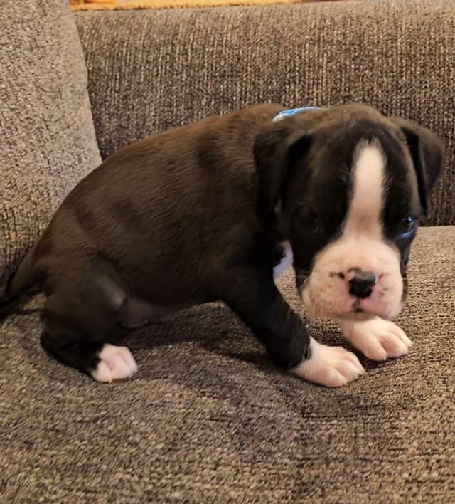 European Boxer Puppies media 12