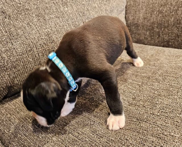 European Boxer Puppies media 13