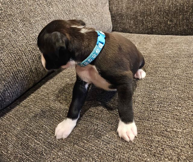 European Boxer Puppies media 14