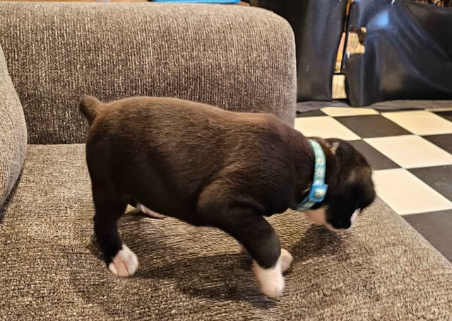 European Boxer Puppies media 15