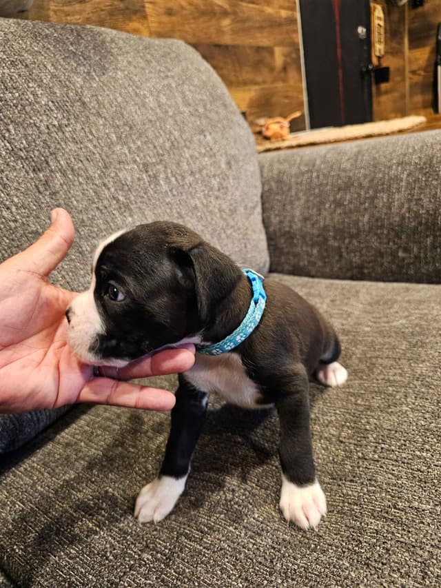 European Boxer Puppies media 16