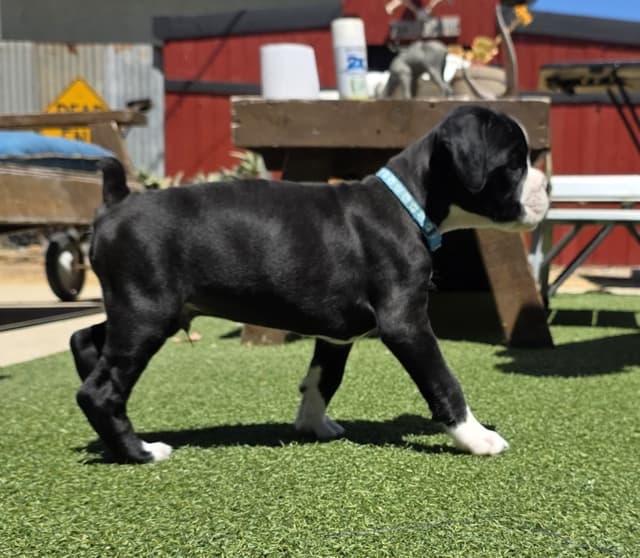 European Boxer Puppies media 17