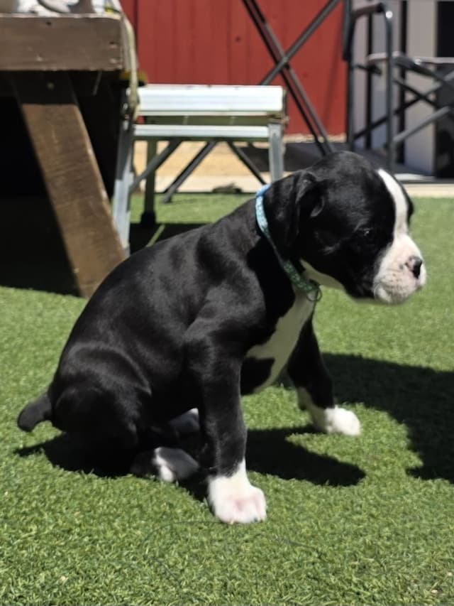 European Boxer Puppies media 18
