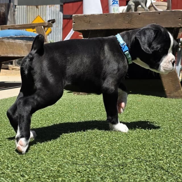 European Boxer Puppies media 19