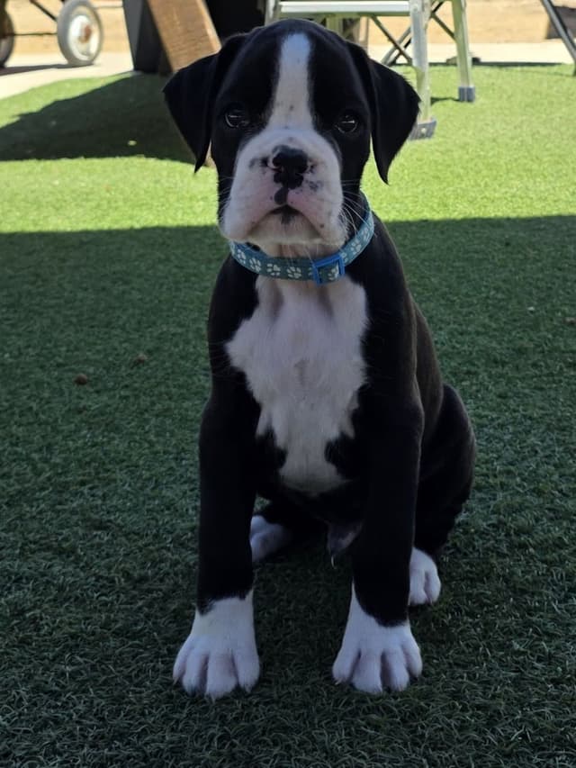 European Boxer Puppies media 21