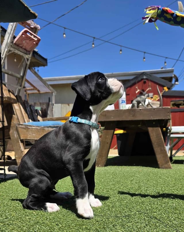 European Boxer Puppies media 22