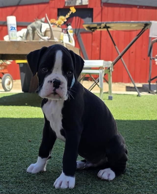 European Boxer Puppies media 23