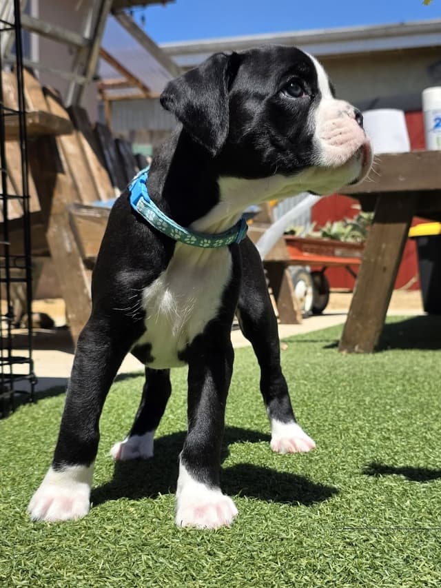 European Boxer Puppies media 24