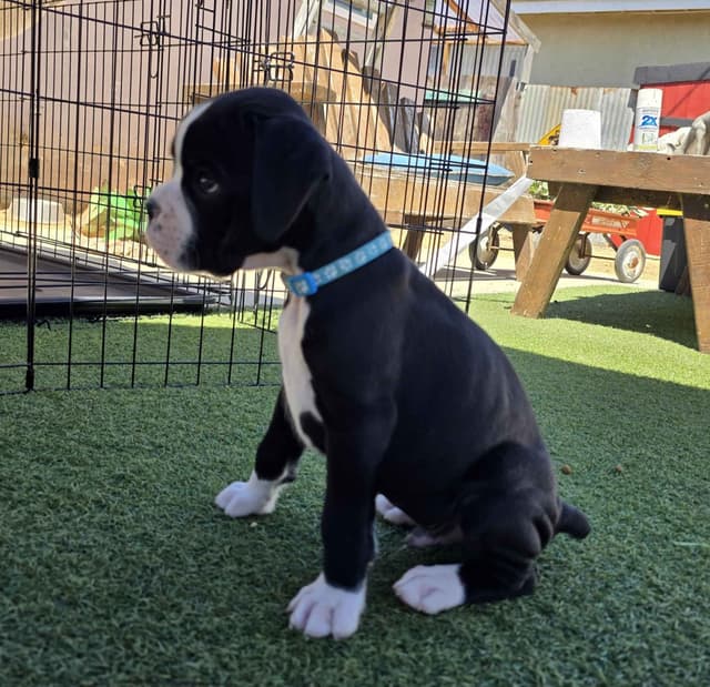 European Boxer Puppies media 25