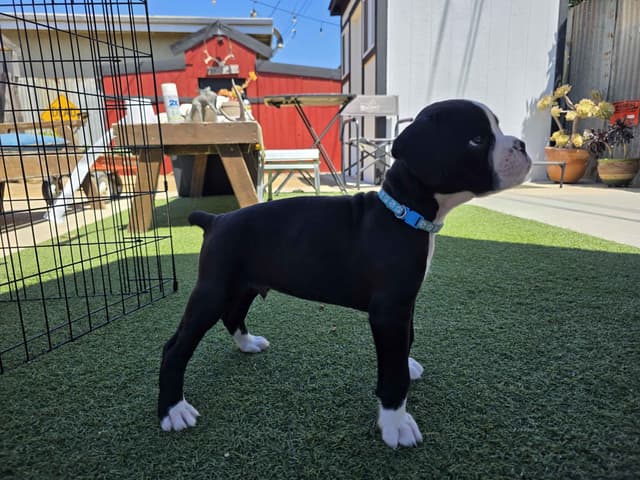 European Boxer Puppies media 26