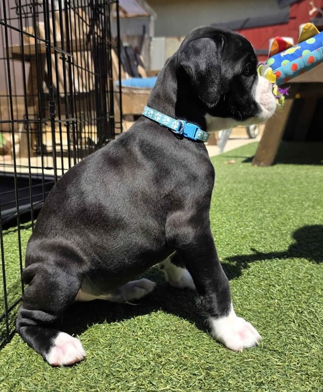 European Boxer Puppies media 27