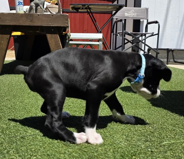European Boxer Puppies media 28
