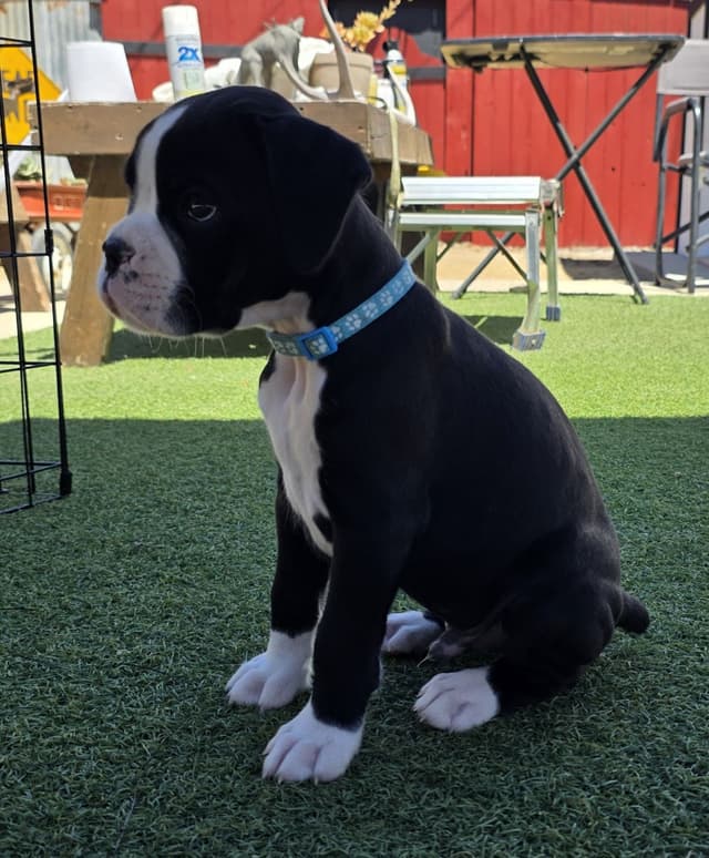 European Boxer Puppies media 30