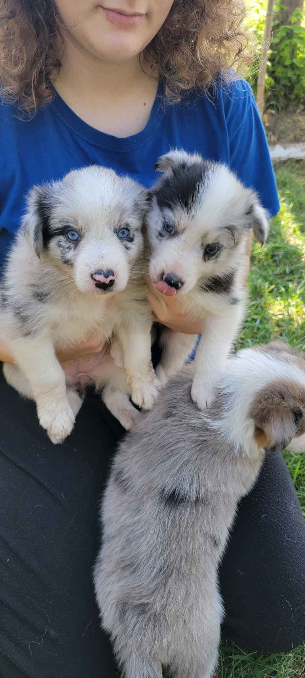 Border Collie Puppies breeder image 1