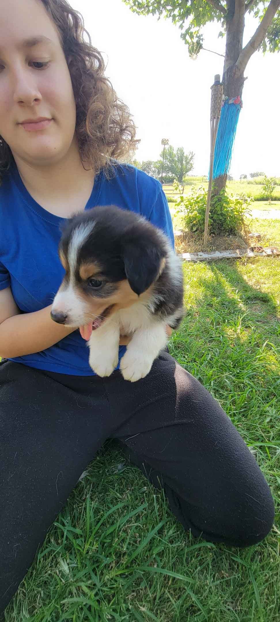 Border Collie Puppies breeder image 2