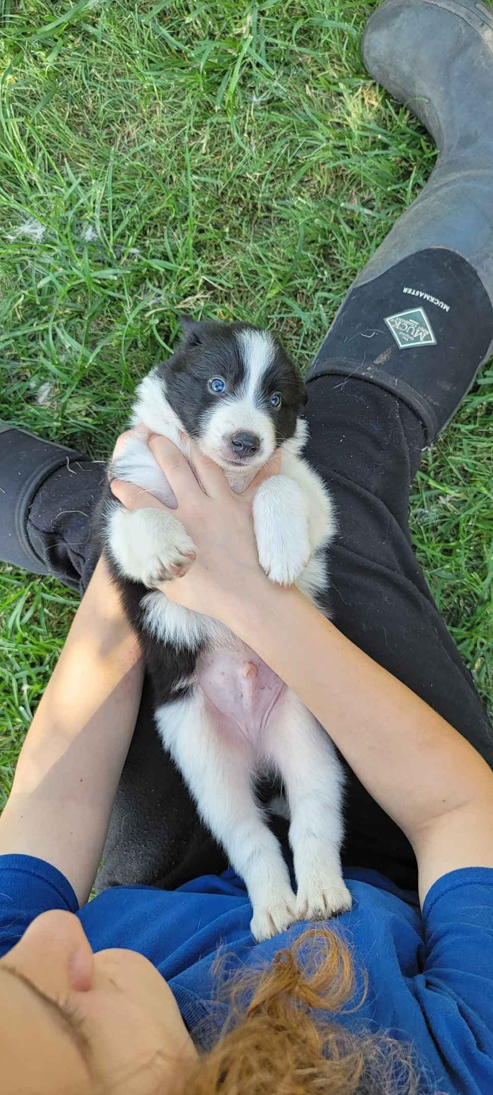 Border Collie Puppies breeder image 5