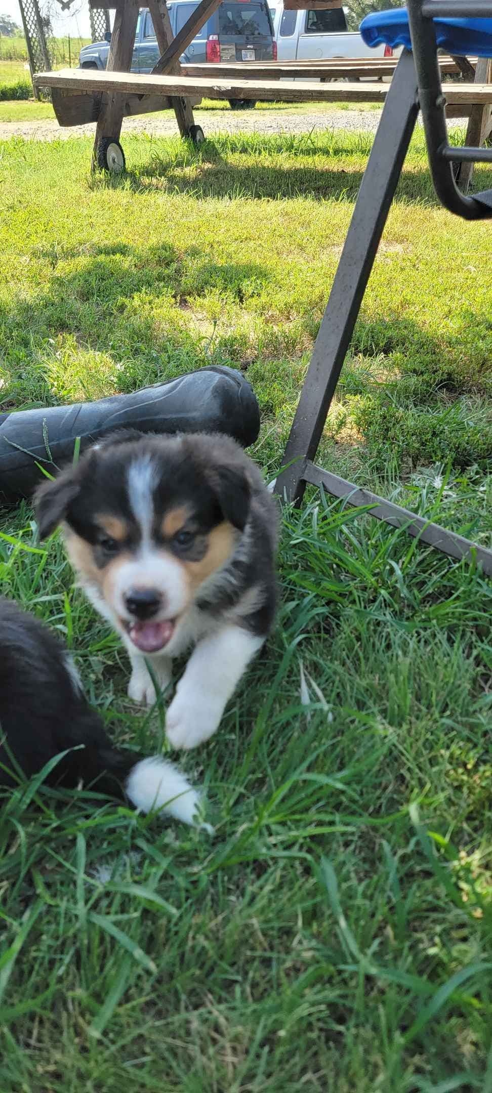 Border Collie Puppies breeder image 6