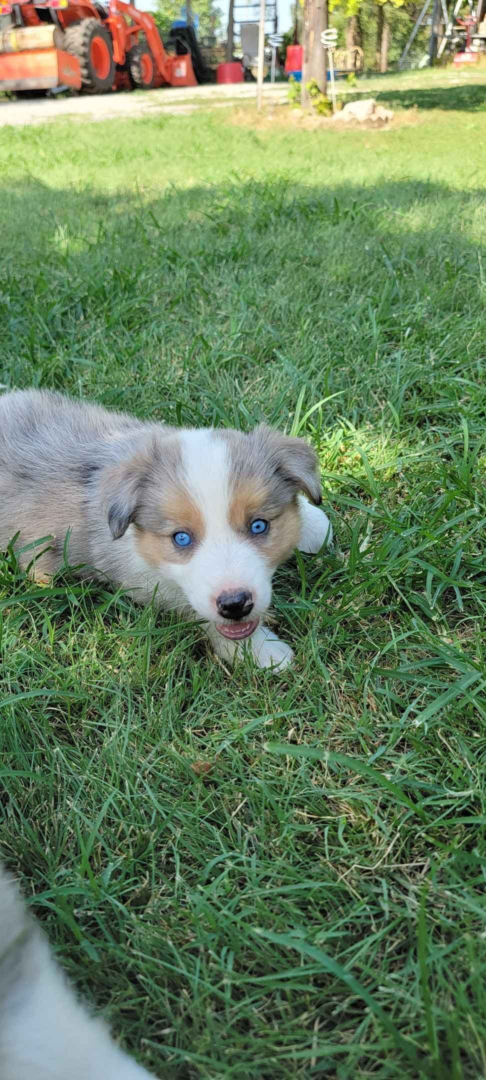 Border Collie Puppies breeder image 7