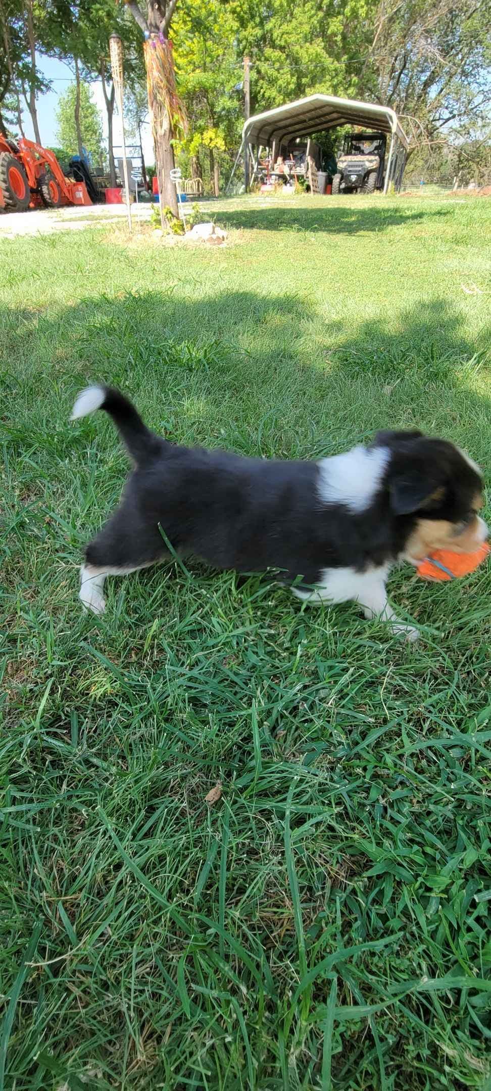 Border Collie Puppies breeder image 9