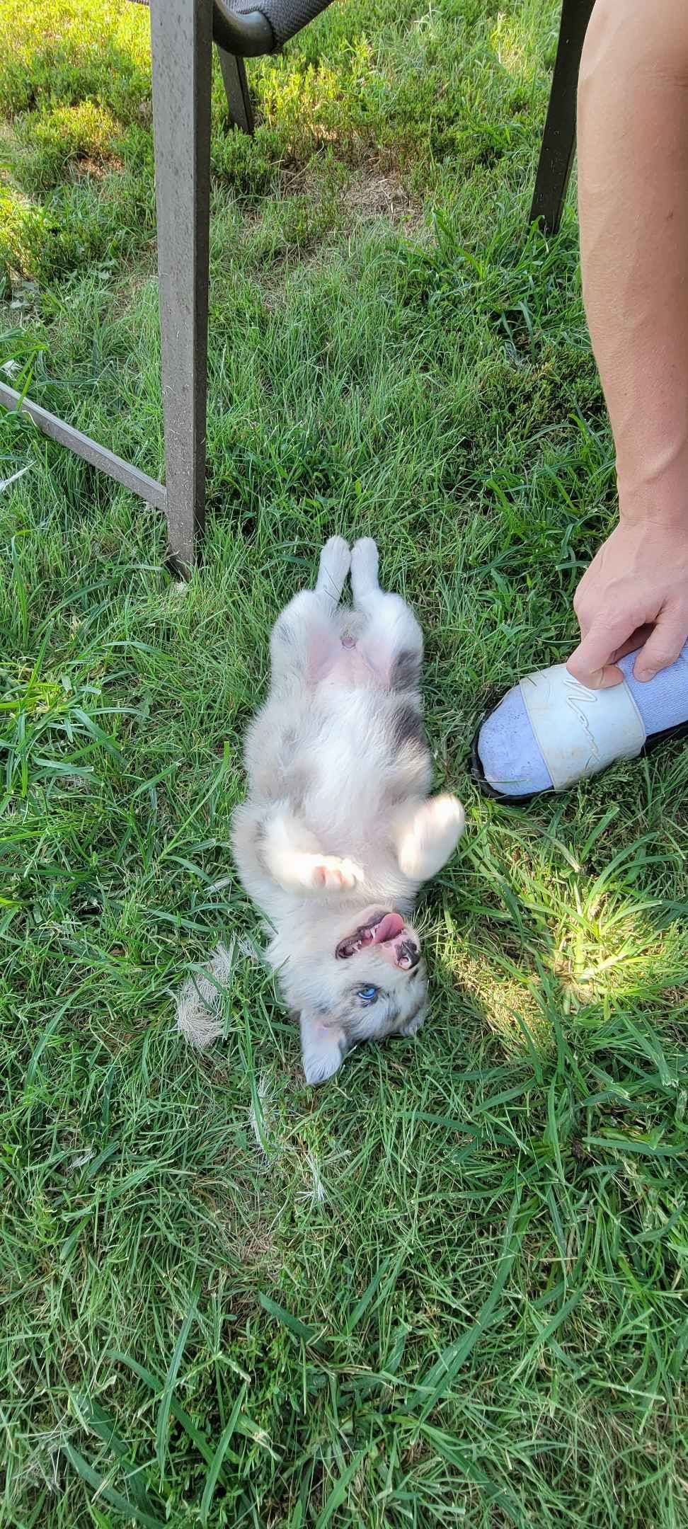 Border Collie Puppies breeder image 10
