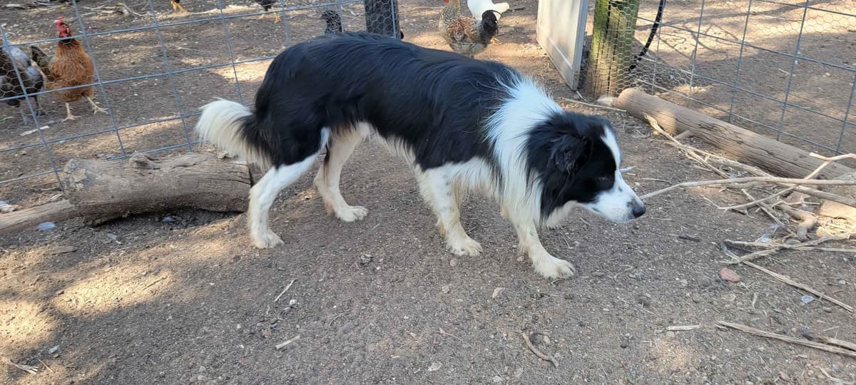 Border Collie Puppies breeder image 11