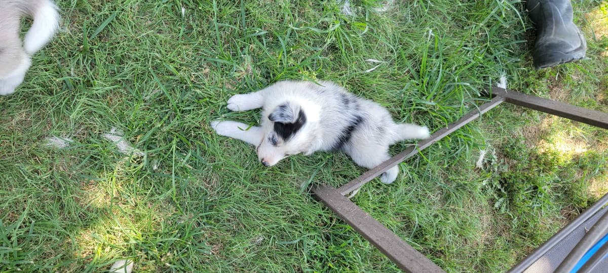Border Collie Puppies breeder image 13