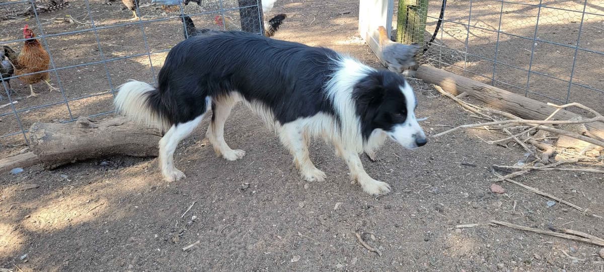 Border Collie Puppies breeder image 12