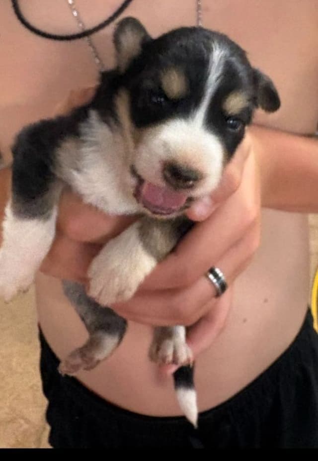 Border Collie Puppies media 9