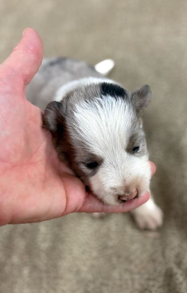 Border Collie Puppies media 10