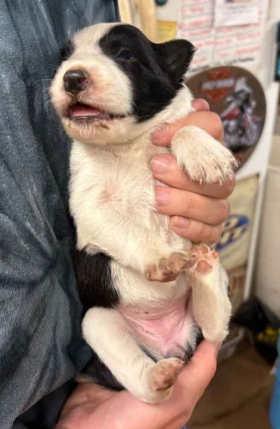 Border Collie Puppies media 11