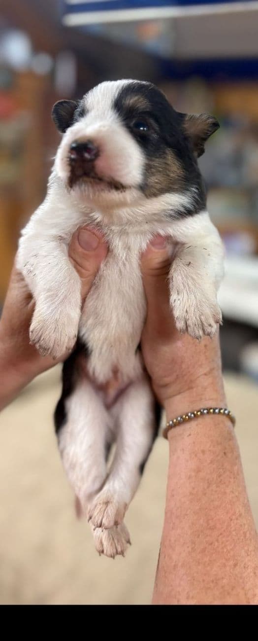 Border Collie Puppies media 13