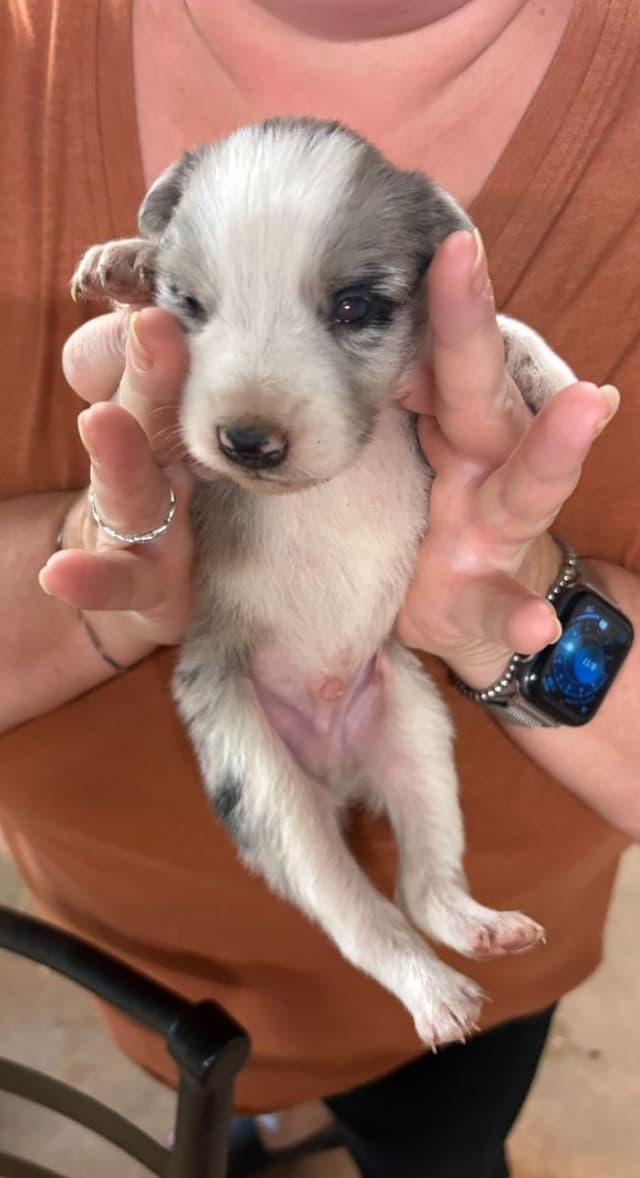 Border Collie Puppies media 14
