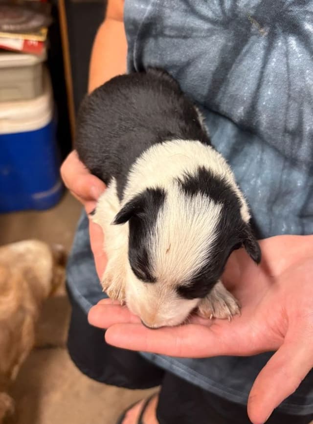 Border Collie Puppies media 16