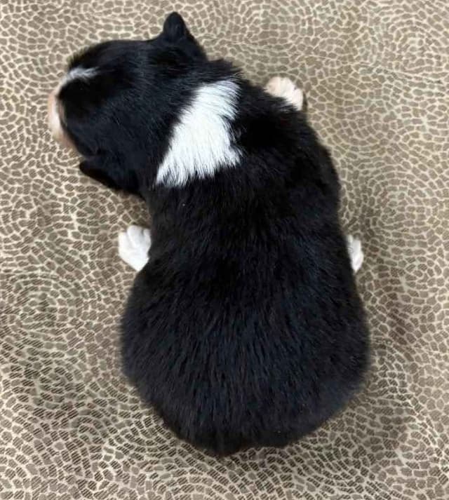 Border Collie Puppies media 15