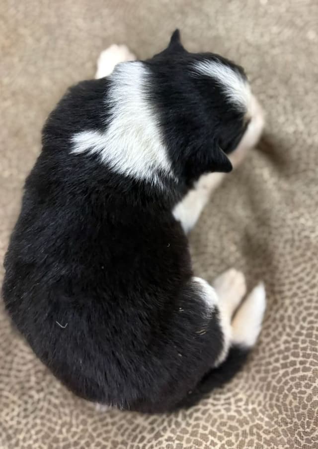 Border Collie Puppies media 17
