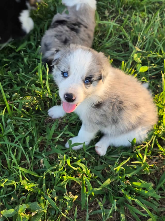 Border Collie Puppies media 2