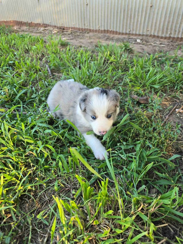 Border Collie Puppies media 22