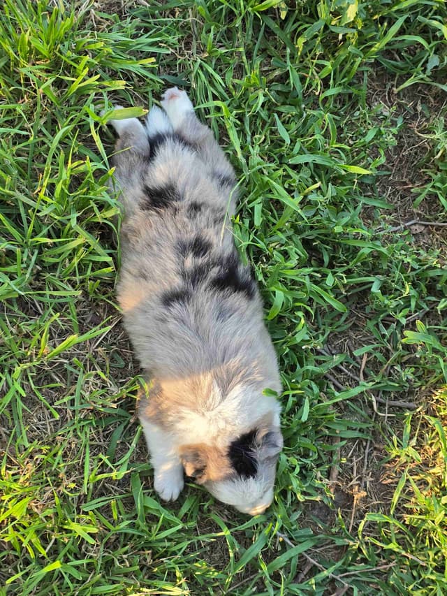 Border Collie Puppies media 23