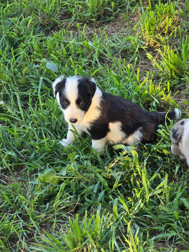 Border Collie Puppies media 5