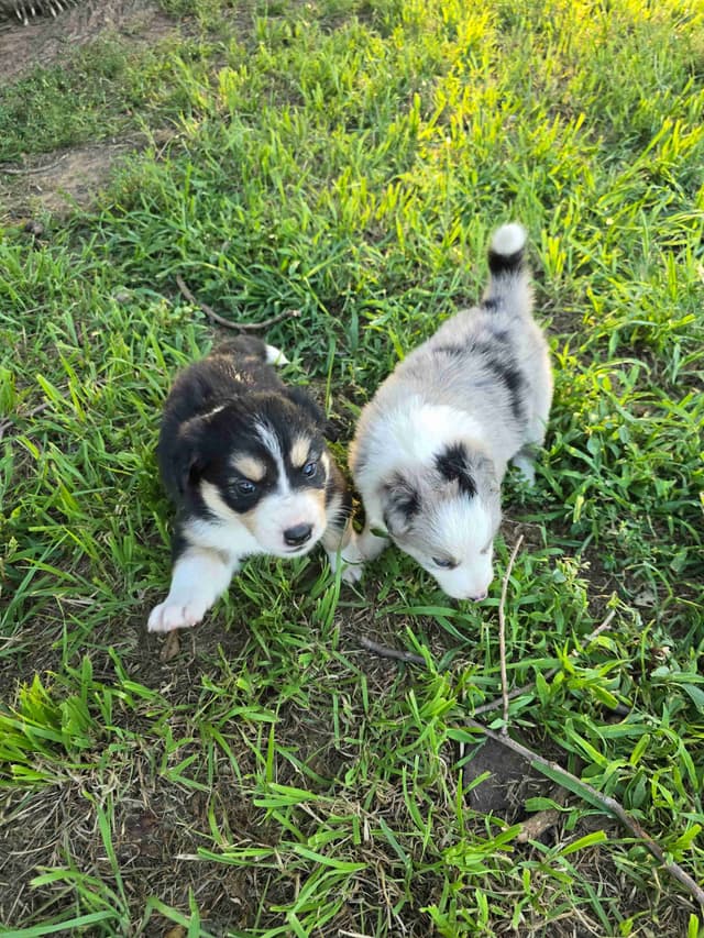 Border Collie Puppies media 4