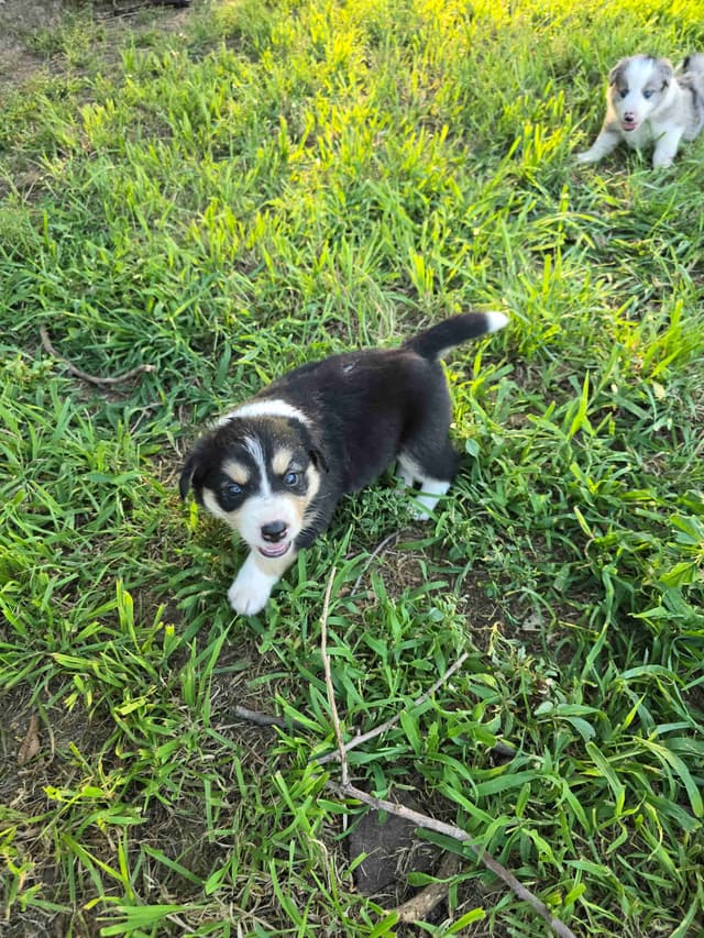 Border Collie Puppies media 6