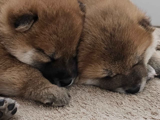Shiba Inu Puppies media 4