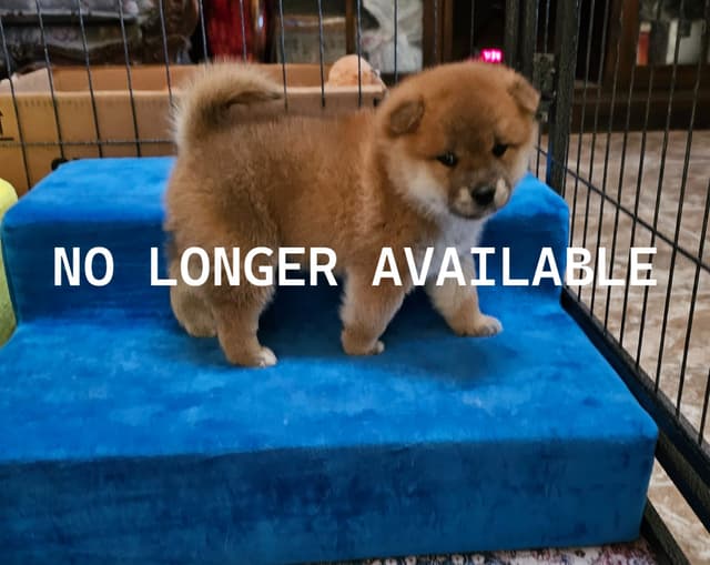 Shiba Inu Puppies media 3