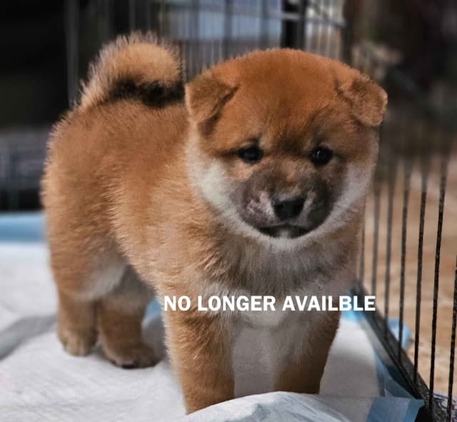 Shiba Inu Puppies media 2